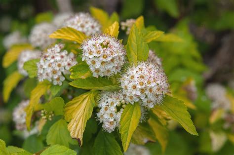 Ninebark Plant Diseases