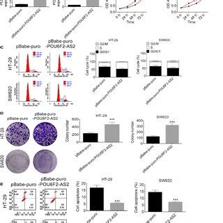 Overexpression Of POU6F2AS2 Promoted Cell Proliferation And Cell Cycle