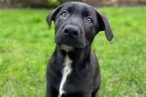 Cane Corso German Shepherd Mix: A Hybrid That Will Fascinate You