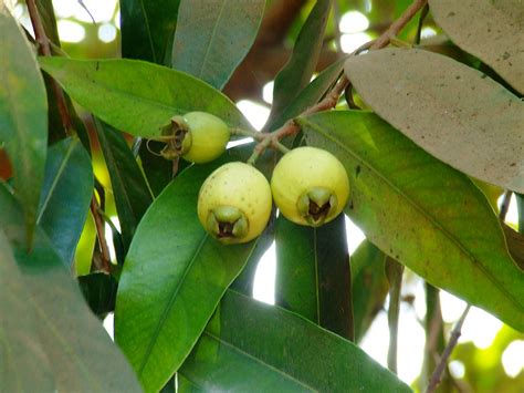 Syzygium Jambos Fruit Malabar Plum जांब Myrtaceae Malcom Baug 078 A