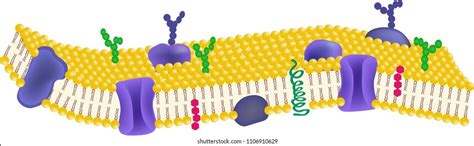 14,532 Cell membrane Images, Stock Photos & Vectors | Shutterstock