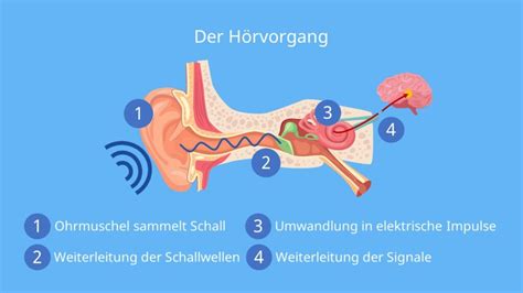 Das Ohr einfach erklärt Aufbau und Funktion mit Video