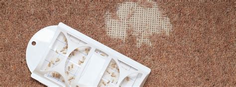 Professional Carpet Moth Treatment - Spotless