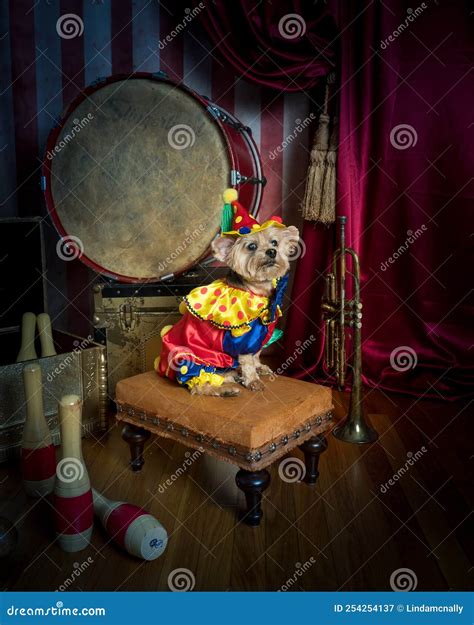 Circus Dog in Clown Costume Stock Image - Image of drums, sideshow ...