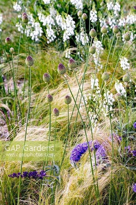 Beth Chatto S Drought Resistant Garden Allium Sphaerocephalon In Bud