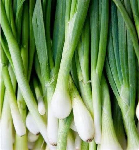 Tokyo Long White Bunching Onion Seeds Non Gmo Get These In Etsy