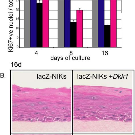 The Canonical Wnt Signaling Inhibitor Dkk1 Rescues Wnt Induced