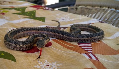 Endangered New Jersey The Eastern Garter Snake