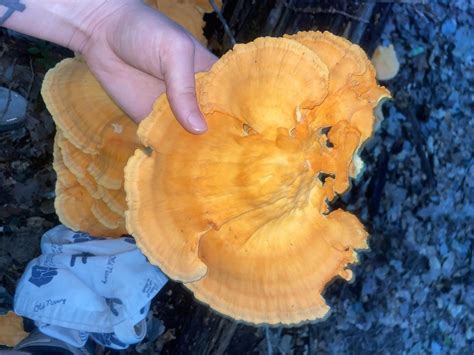 Chicken Of The Woods R Mushroomid