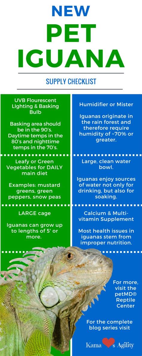 How To Take Care Of An Iguana Northernpossession