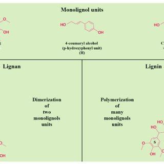 Dimerization And Polymerization Of Monolignols Units In The Process Of