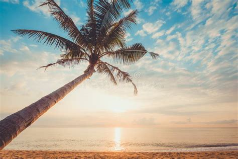 Paisaje Marino De La Playa Tropical Hermosa Con La Palmera En La Salida