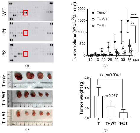 Enhanced Anti Tumor Effects Of The CCL2 Knockout KO MSCs In Vivo A