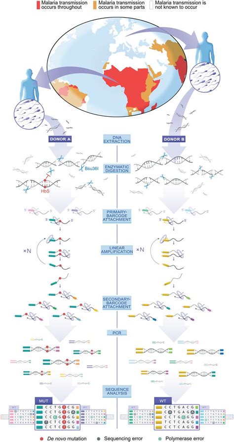 De Novo Mutation Rates At The Single Mutation Resolution In A Human Hbb Gene Region Associated