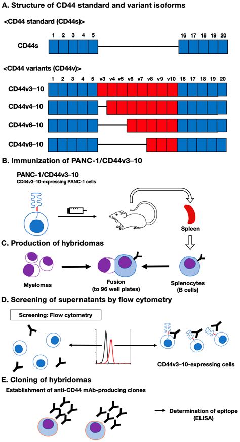 Cimb Free Full Text Establishment Of A Novel Anti Cd Variant