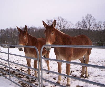 Horse Filled Days: National Mule Day....