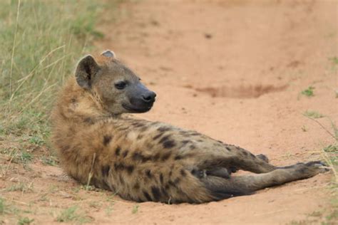 Hyenas Eating Kenya Africa Stock Photos, Pictures & Royalty-Free Images ...