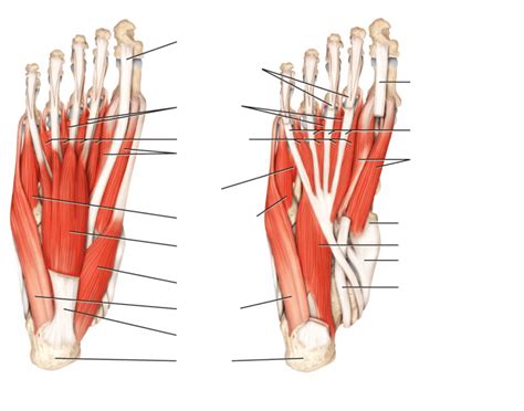 Muscles of Foot Quiz