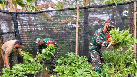 Personel Koramil Samadua Panen Sayur Di Kebun Ketahanan Pangan