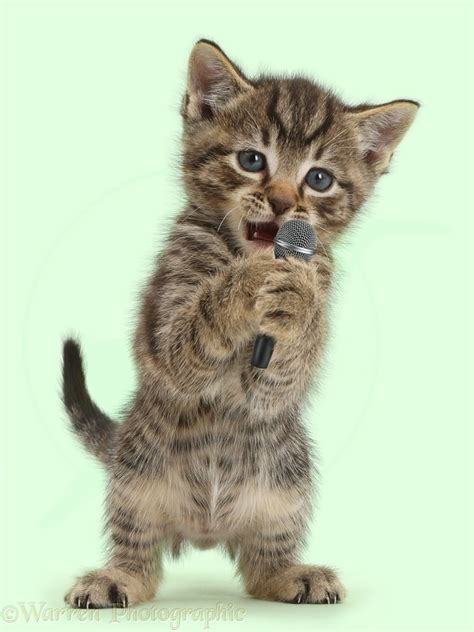 Small Tabby Kitten Holding And Singing Into Microphone Photo WP42168