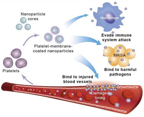 Cloaked Nanoparticles Pave Way For Targeted Drug Delivery