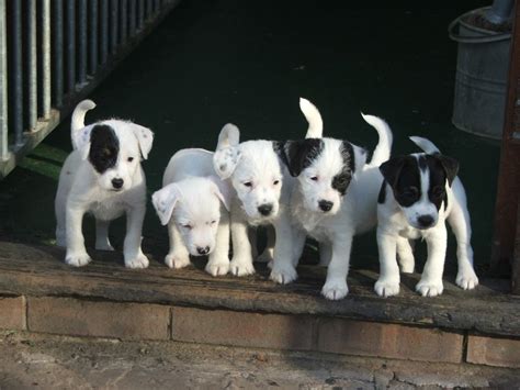 Parson Russell Terrier - Puppies, Pictures, Information, Temperament ...