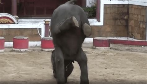 Baby elephant dubbed the ‘Real-Life Dumbo’ dies after its legs snap at zoo where it was forced ...