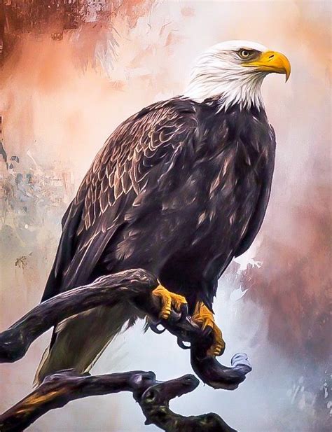 Guila Calva Haliaeetus Leucocephalus Eagle Painting Bald Eagle Art