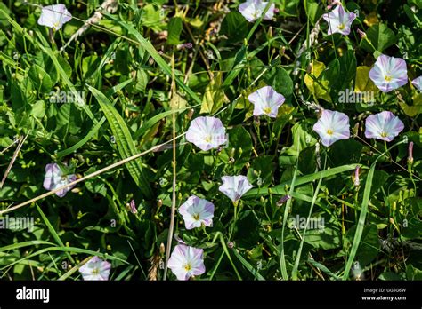 The Flower Of A Field Bindweed Convolvulus Arvensis Stock Photo Alamy