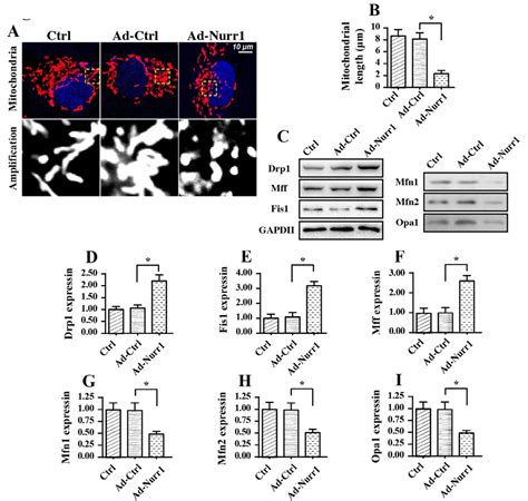 Nurr1 Promotes Lung Cancer Apoptosis Via Enhancing Mitochondrial Stress