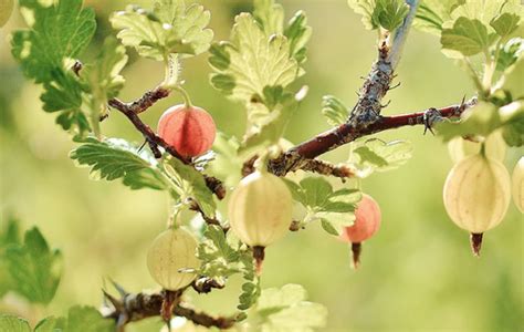 Uva Spina Un Prezioso Alleato Lhumus Di Lombrico