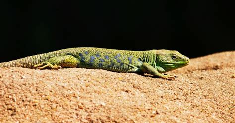 La Lagartija Caracter Sticas Alimentaci N Comportamiento Reproducci N