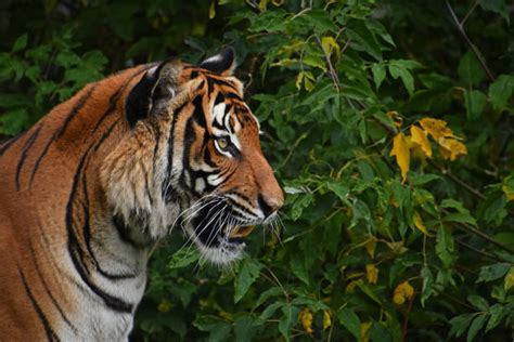 2900 Tiger Side View Stock Photos Pictures And Royalty Free Images