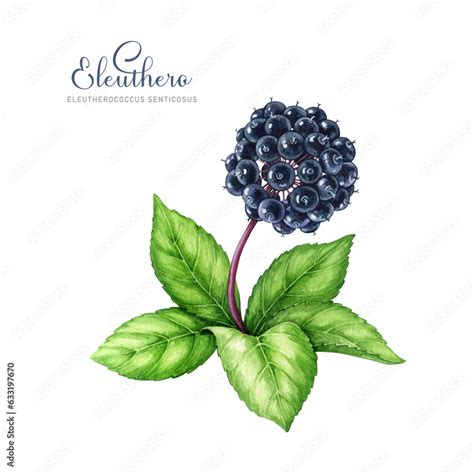 Eleuthero herb watercolor illustration. Hand drawn Eleutherococcus ...