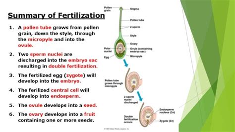 Unit 4 Lesson 43 Plant Fertilization