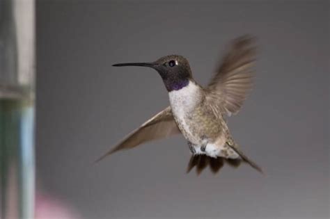 Hummingbirds In Ohio With Pictures Avibirds