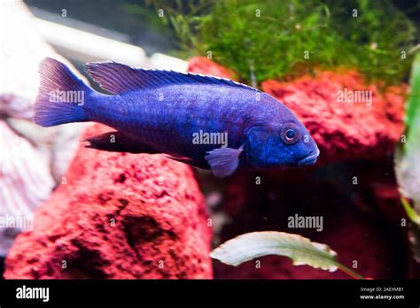 African Cichlids aquarium Stock Photo - Alamy