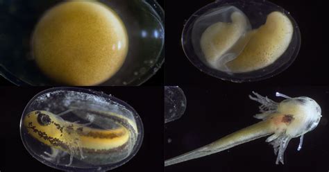 World's Largest Single Cell Organism