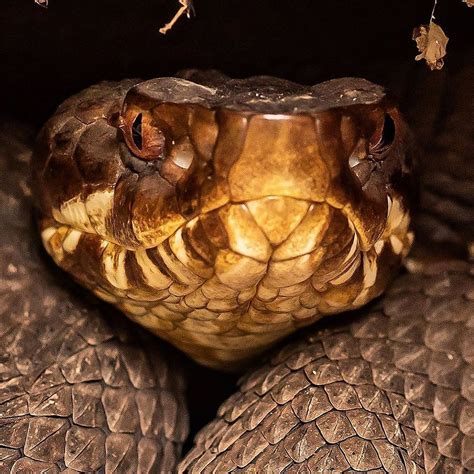 Agkistrodon Piscivorous Water Moccasin And Cottonmouth Pit Viper