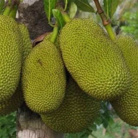 Jual Rr Bibit Pohon Nangka Mini Kuning Tanaman Buah Nangka Hasil