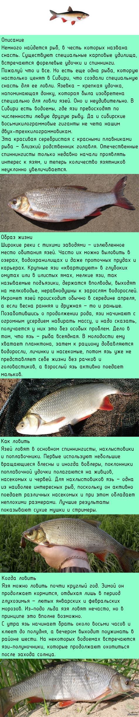 Ловля язя | Пикабу