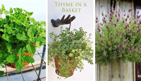 Best Herbs For Hanging Baskets