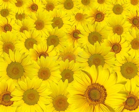 Yellow sunflowers stock image. Image of green, orange - 13780411