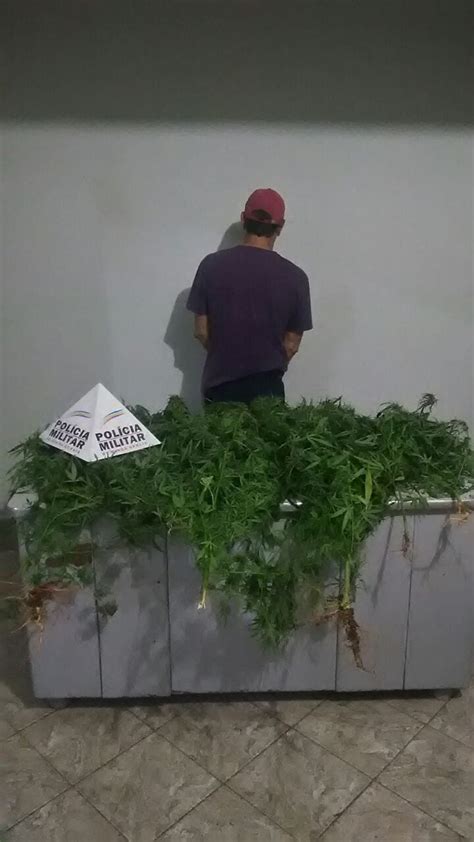 Idoso Detido Em Abaet Por Cultivar P S De Maconha Em Casa Centro