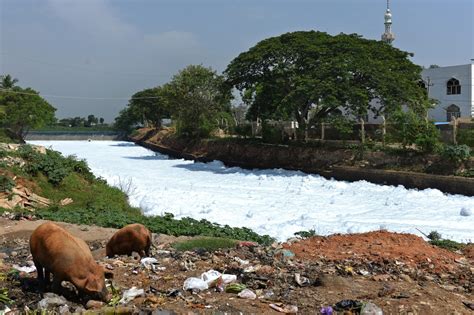 Bellandur Lake Heres How Careless Human Intervention Destroyed