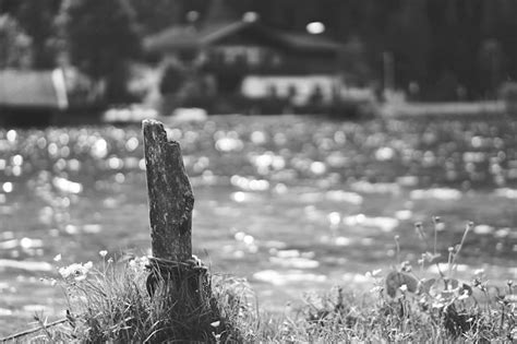 Primer Plano De Una Planta Que Crece En Tierra Junto A Un Lago Foto