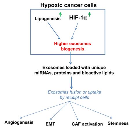 Exosomes Act As Messenger Of Hypoxic Response In Cancer Cells