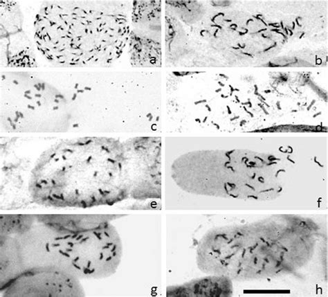 Metaphase and prometaphase chromosomes in species of Inga of the ...