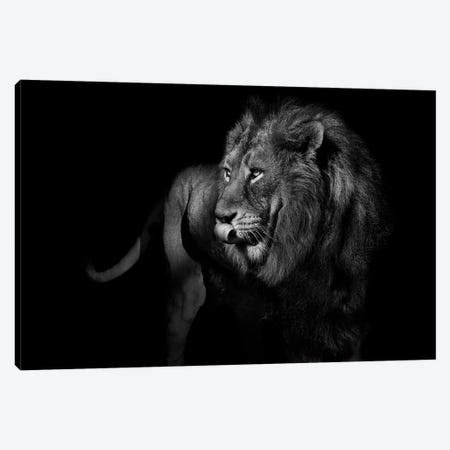 Lion Centered Stare Black And White With - Canvas Art | Adrian Vieriu