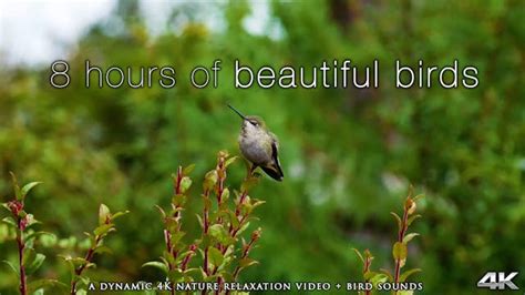 Birds of the Rainforest 4K 1 Hour Dynamic Wildlife Film (Just Nature ...